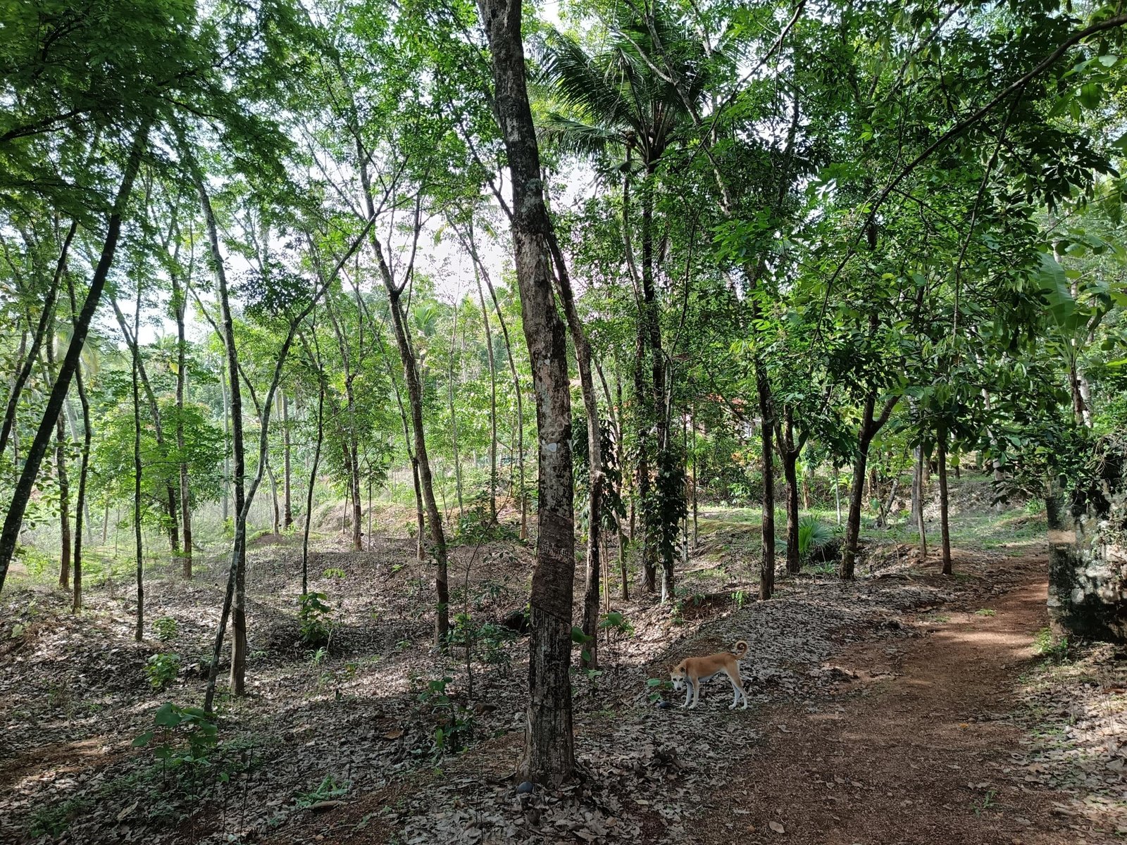1000640181 Land for sale in Kilimanoor