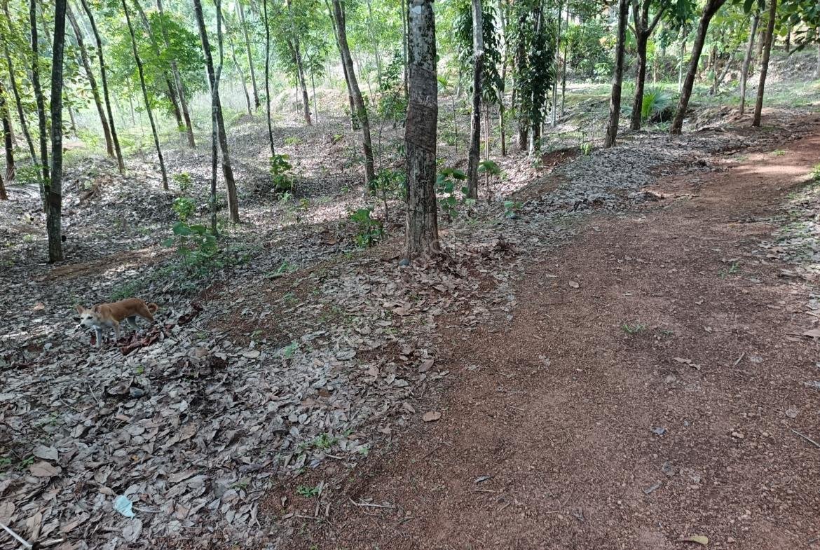 Land for sale in Kilimanoor