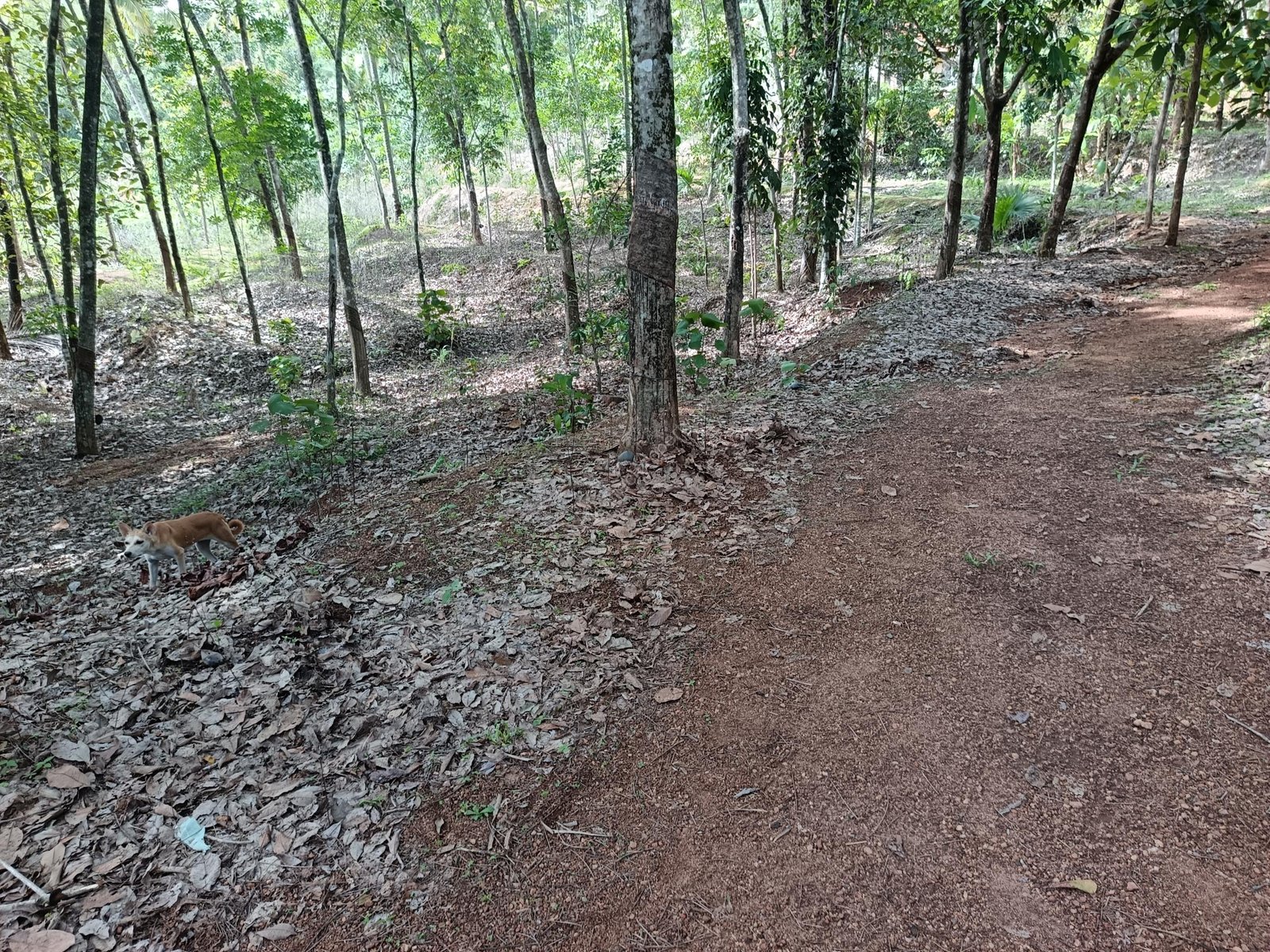 Land for sale in Kilimanoor