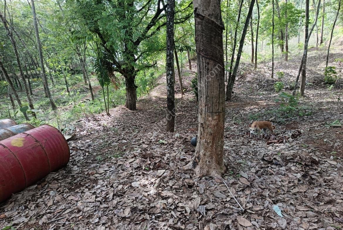 Land for sale in Kilimanoor