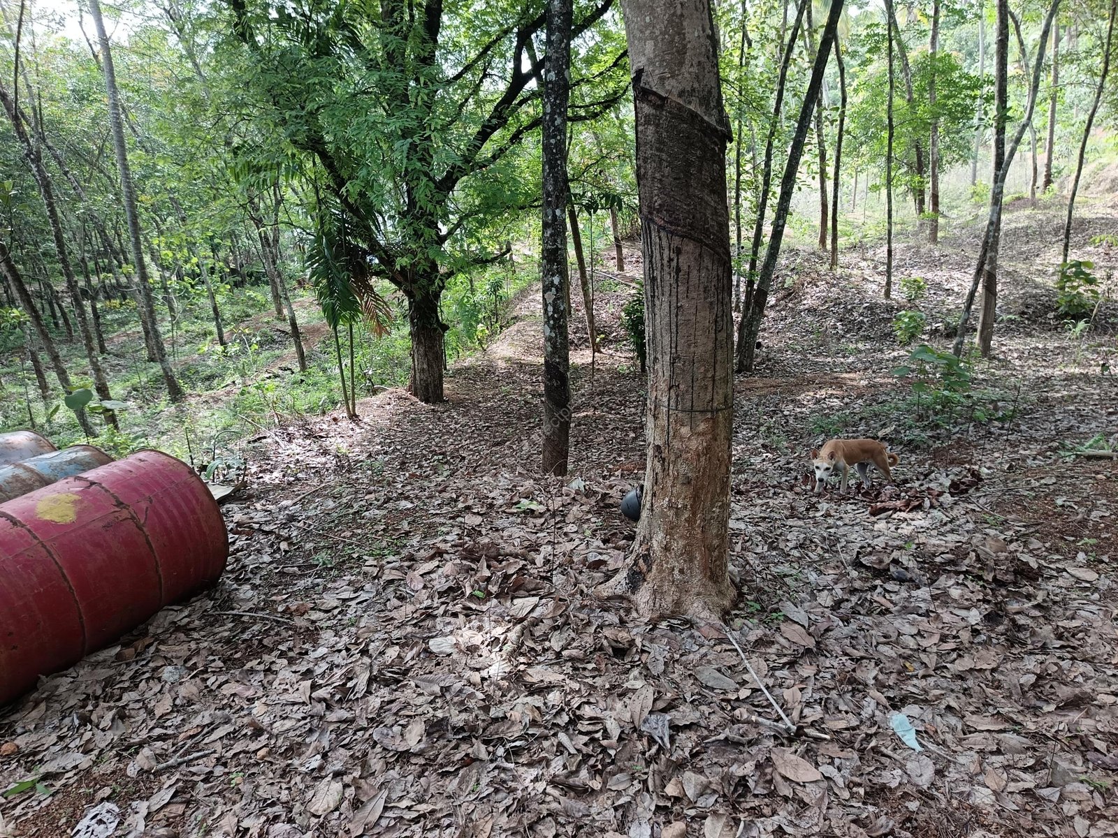 Land for sale in Kilimanoor