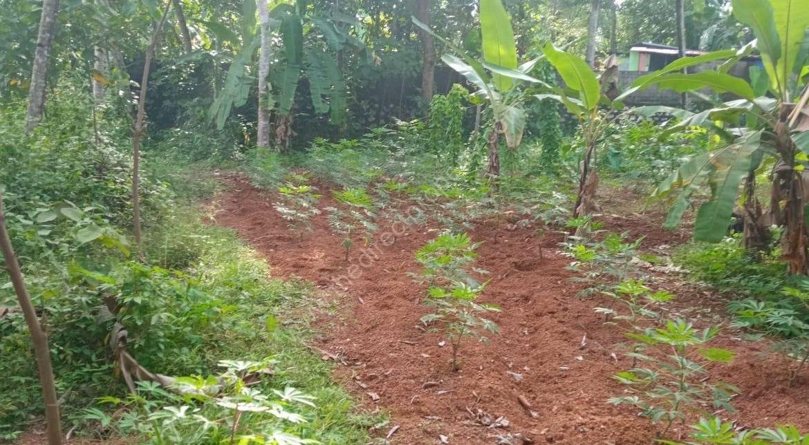 Plot with House for Sale in East Kallada, Kollam