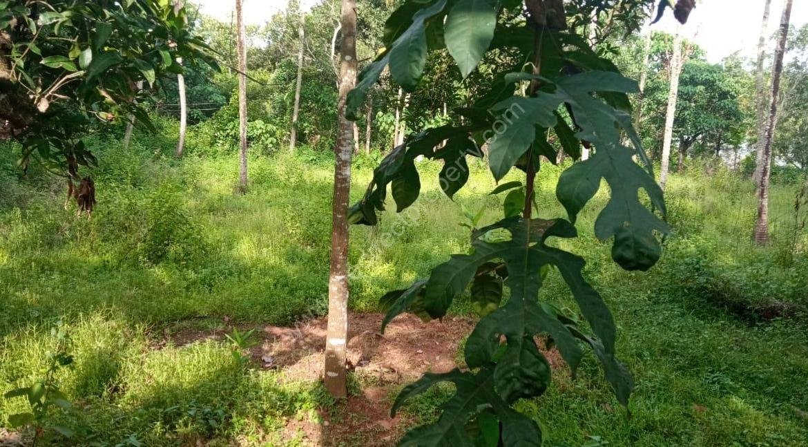 Plot with House for Sale in East Kallada, Kollam