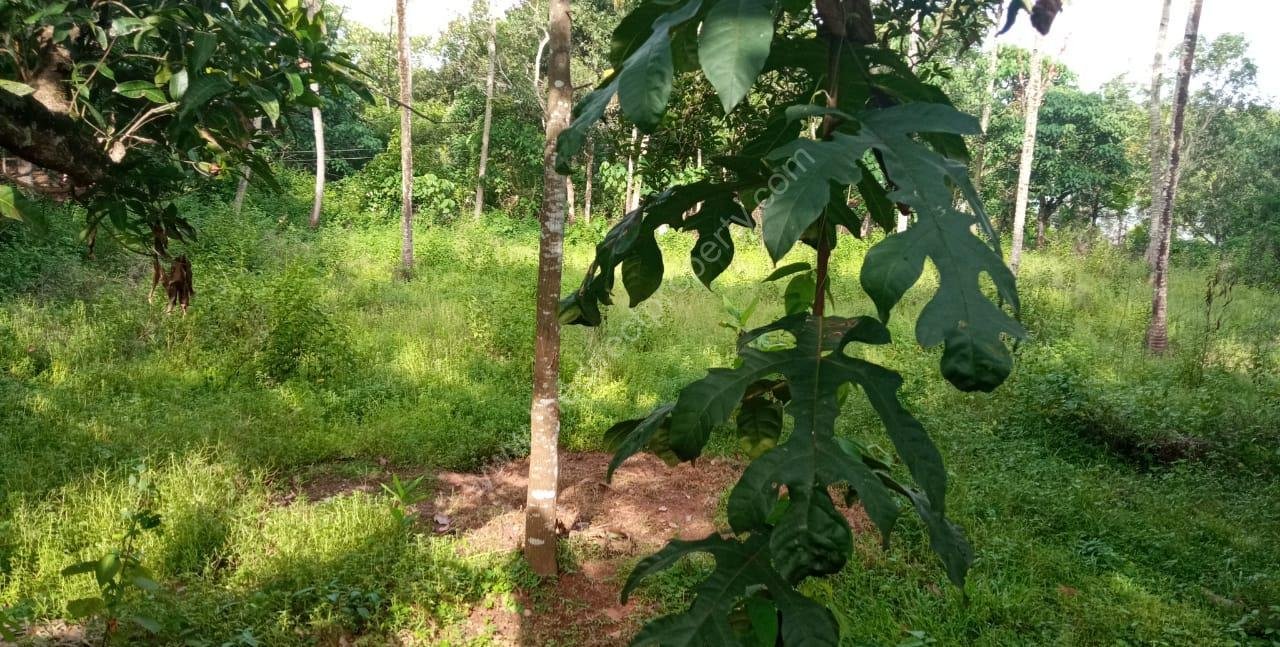Plot with House for Sale in East Kallada, Kollam