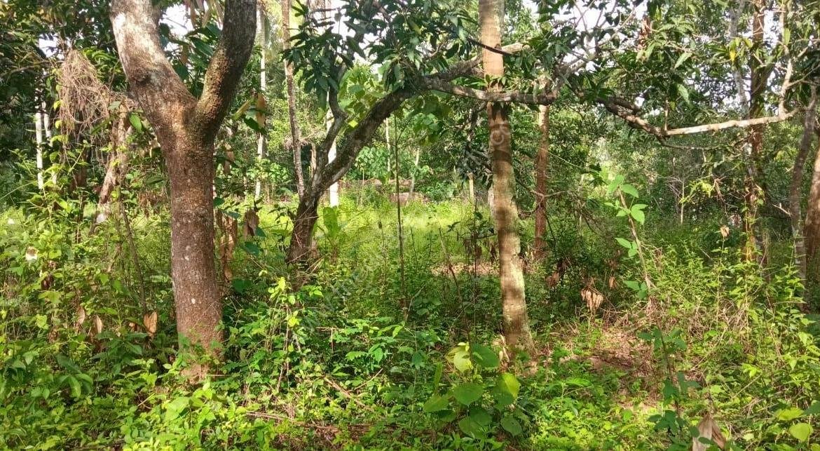 Plot with House for Sale in East Kallada, Kollam