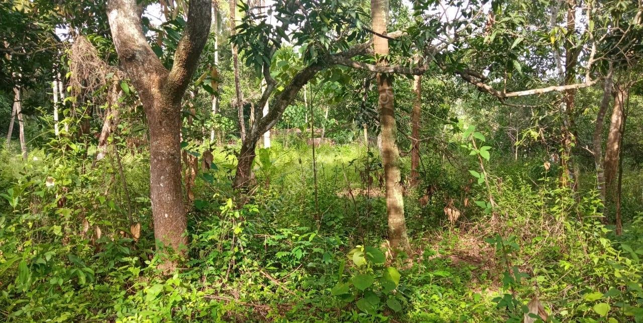 WhatsApp Image 2026-06-09 at 17.24.09 Plot with House for Sale in East Kallada, Kollam