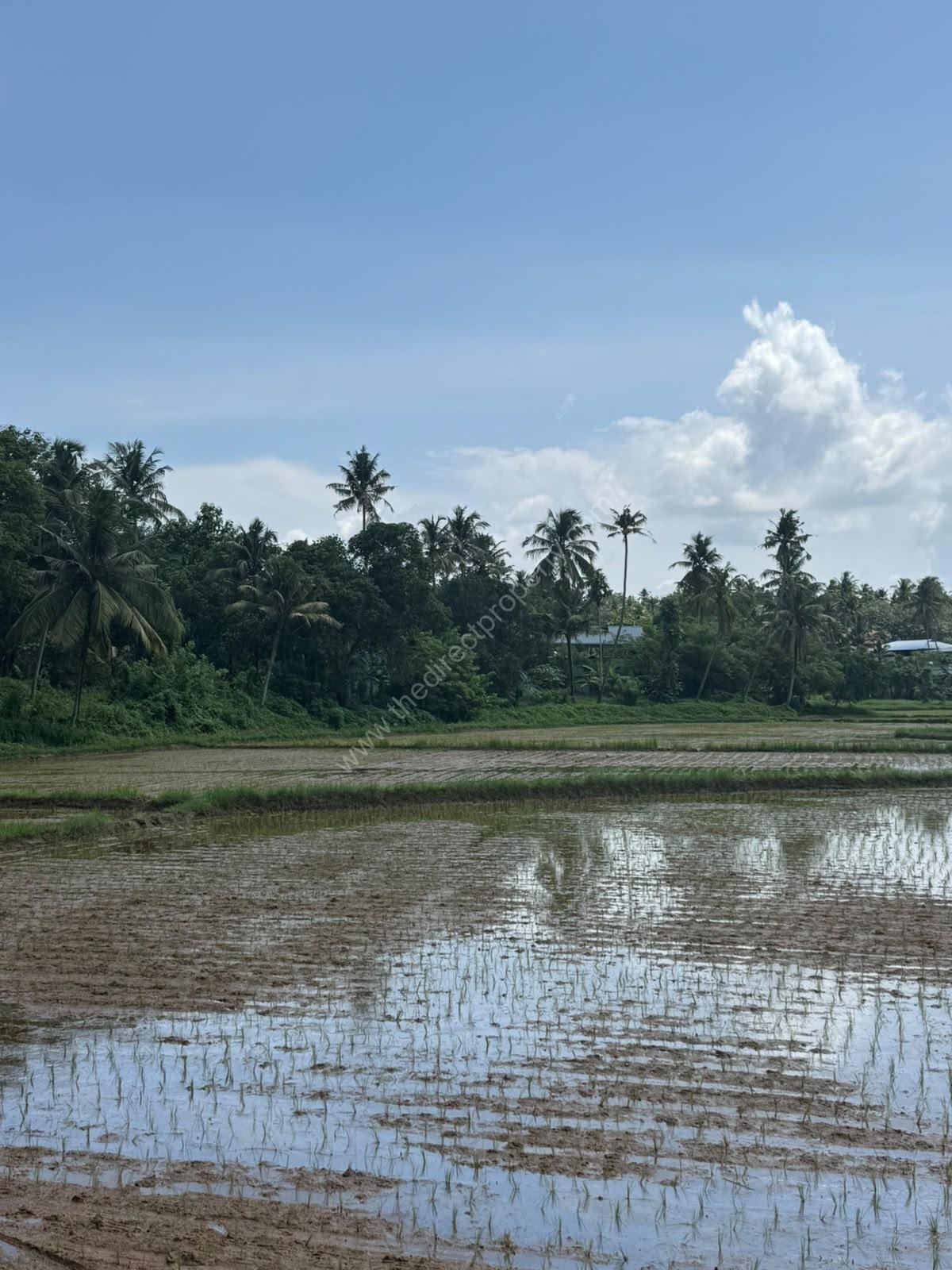 WhatsApp_Image_2026-06-20_at_12.41.38_PM_2 plot for sale near Varkala
