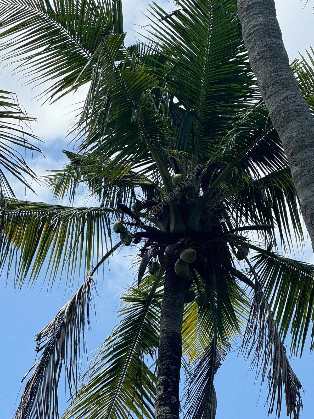 WhatsApp_Image_2026-06-20_at_12.41.40_PM Commercial /residential plot for sale near Varkala