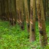 Rubber Plot for sale