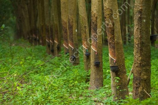 Rubber Plot for sale