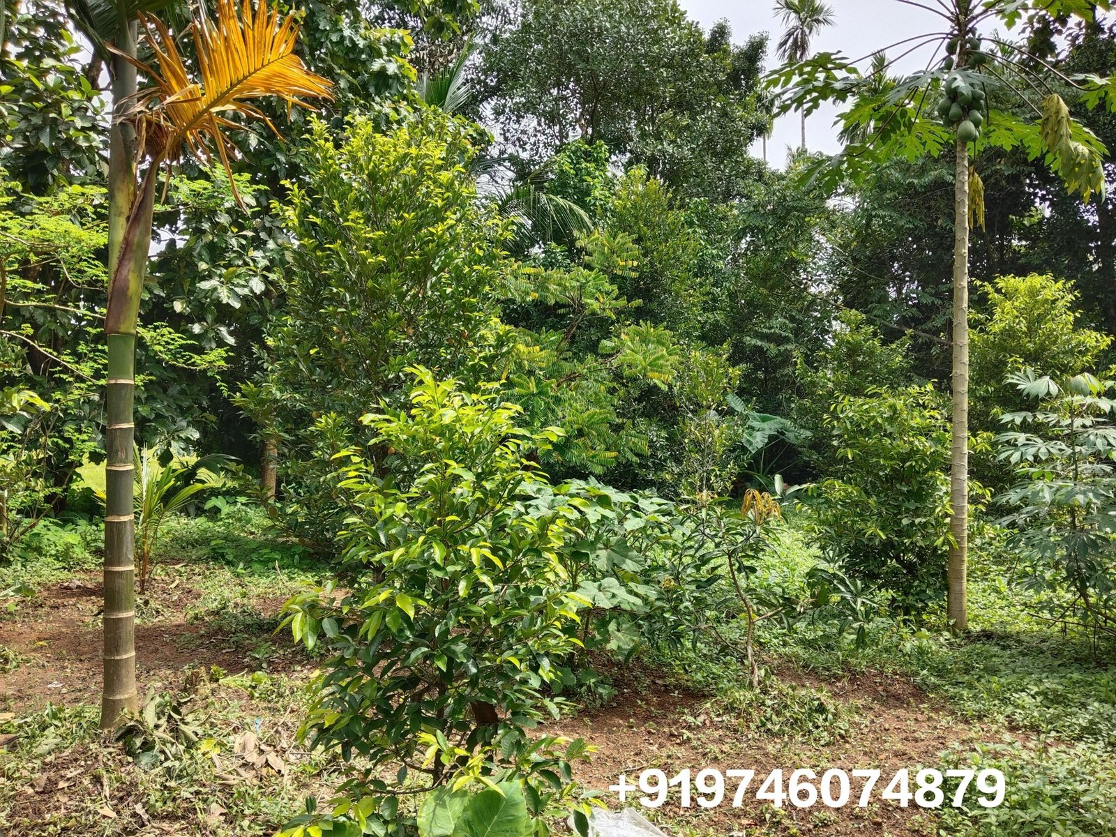 Land with 3 bhk house for sale in Ramamangalam