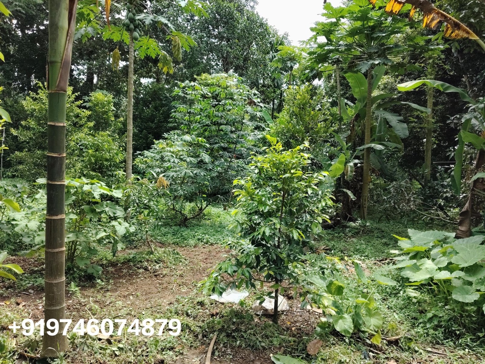 1000152609 Land with 3 bhk house for sale in Ramamangalam