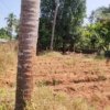 Plot for sale at Perambra