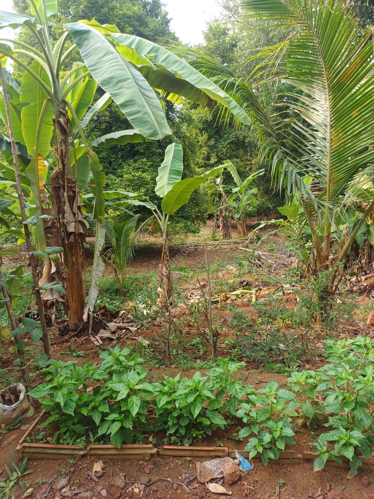 WhatsApp Image 2026-07-28 at 5.27.30 PM House and Land for Sale in Nellad