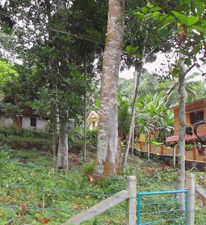 House for sale in Boundary, Vadasserikkara, Pathanamthitta