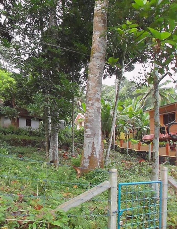 House for sale in Boundary, Vadasserikkara, Pathanamthitta