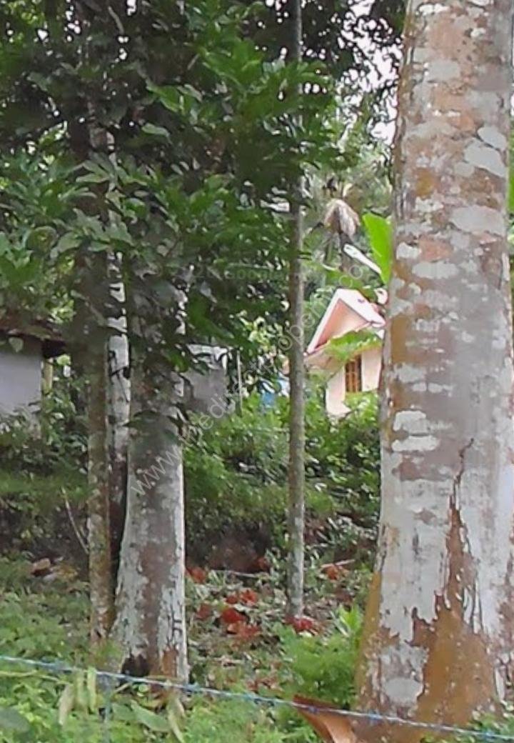 1000481286 House for sale in Boundary, Vadasserikkara, Pathanamthitta