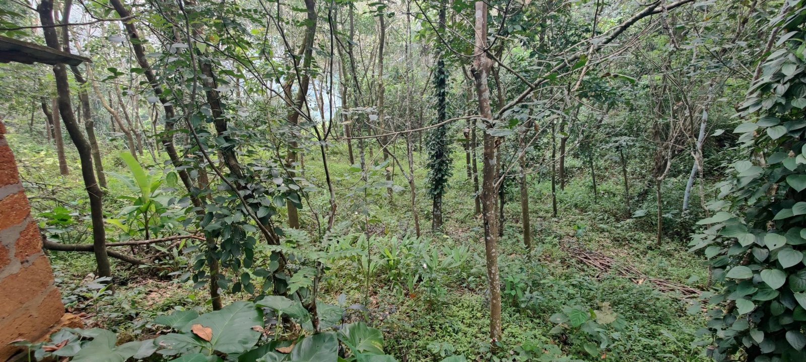 3bhk with 22.5 cent land for sale in Naduvil