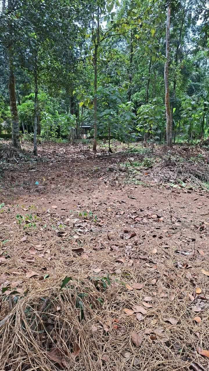 House plot for sale in Pandalam