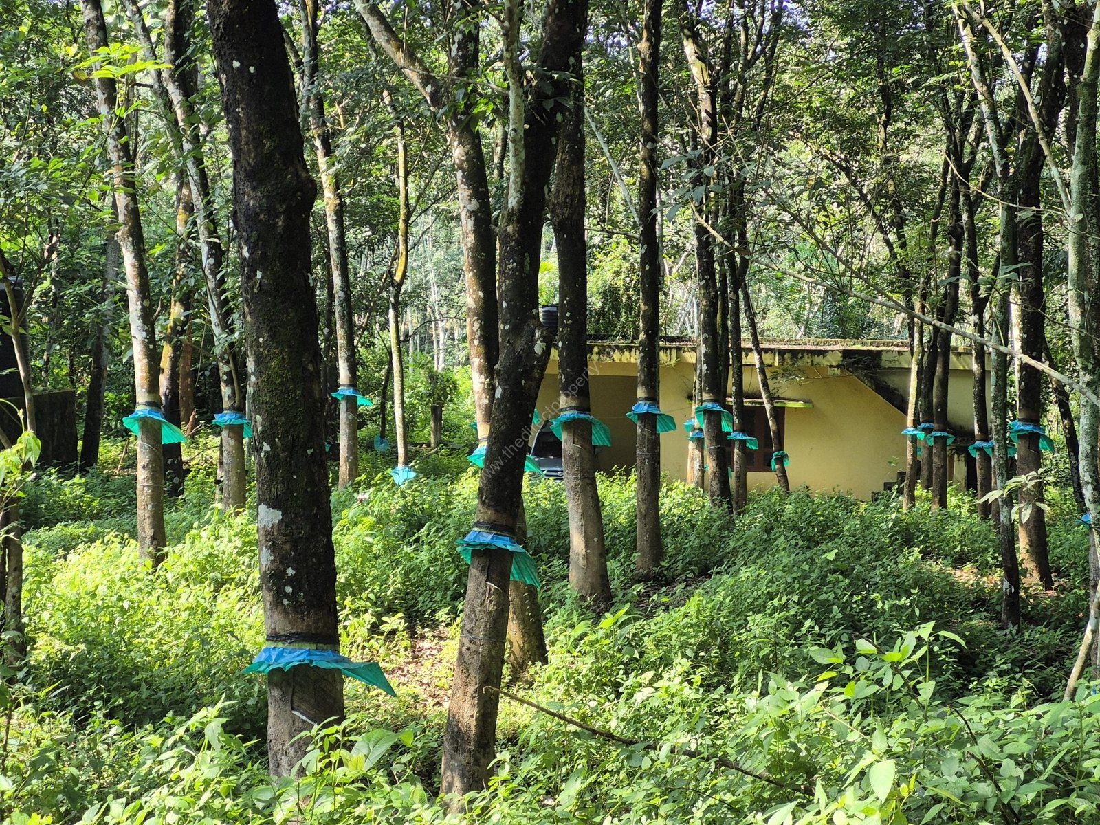 Land with a house for sale in Kaithaparampu