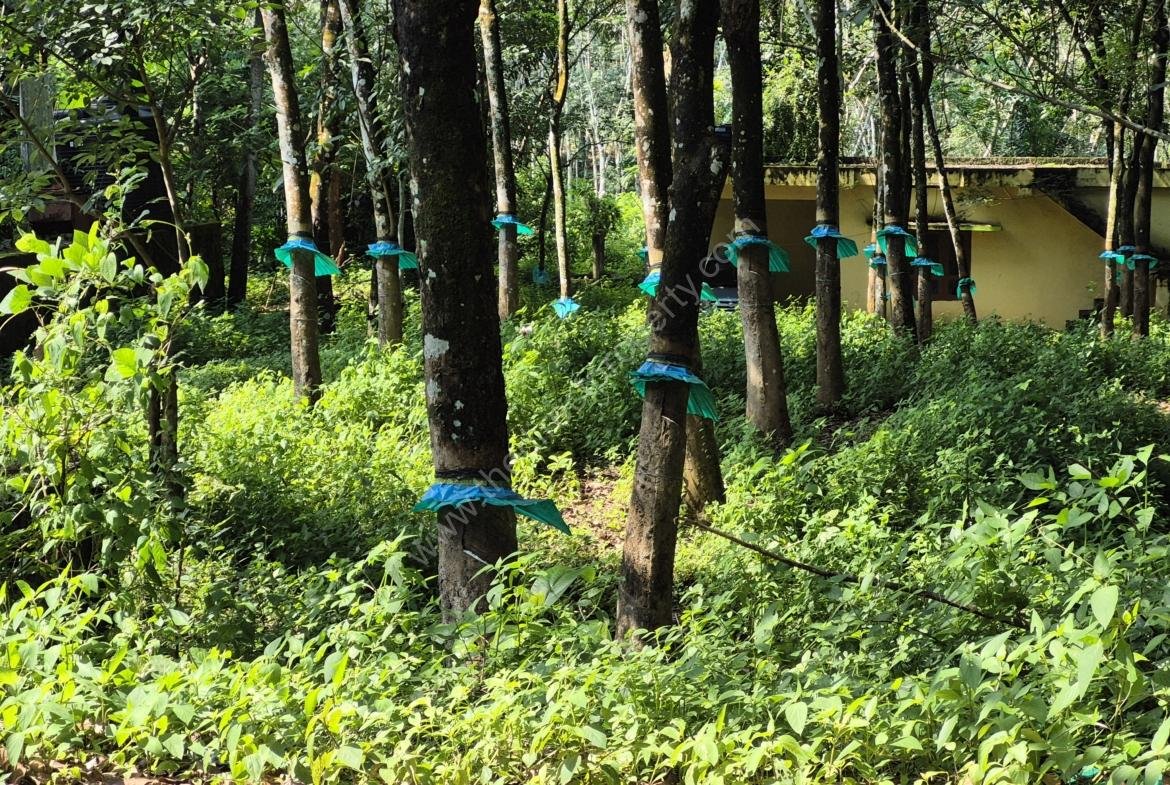 Land with a house for sale in Kaithaparampu