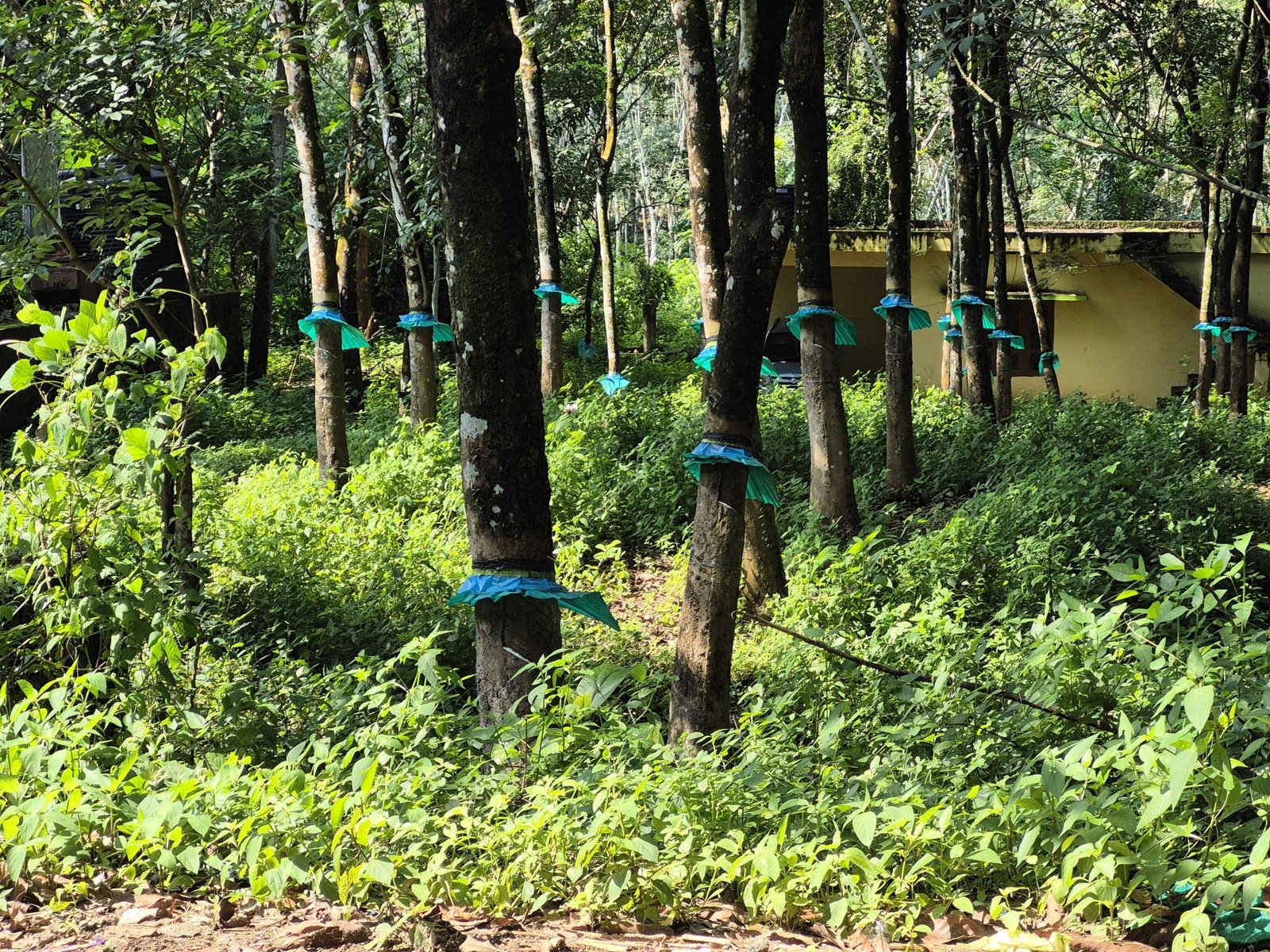 3335 Land with a house for sale in Kaithaparampu