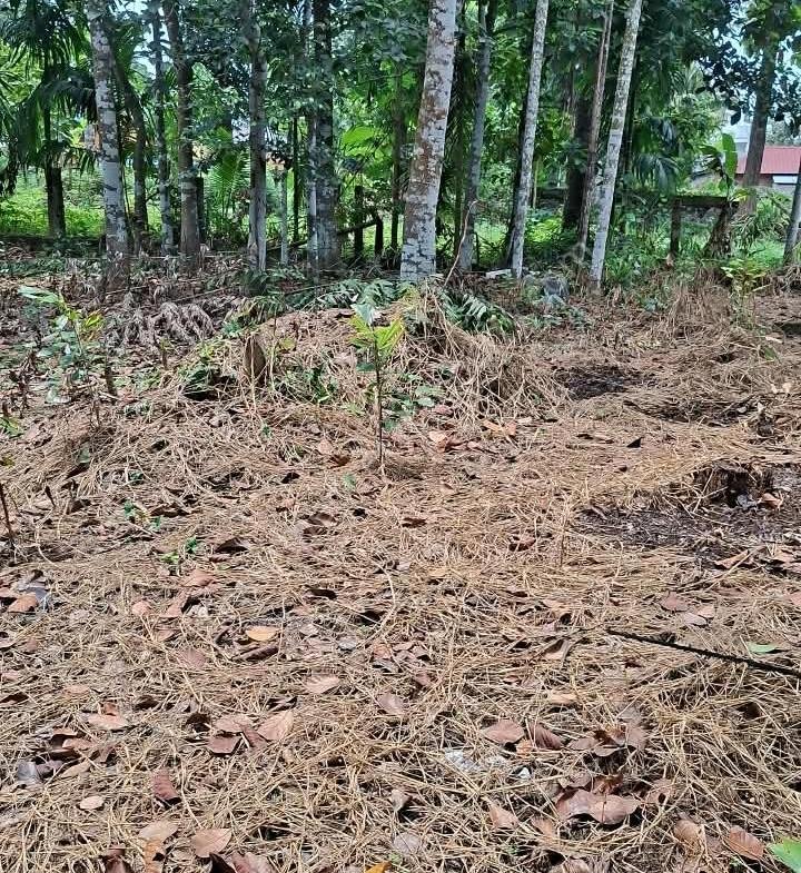 House plot for sale in Pandalam
