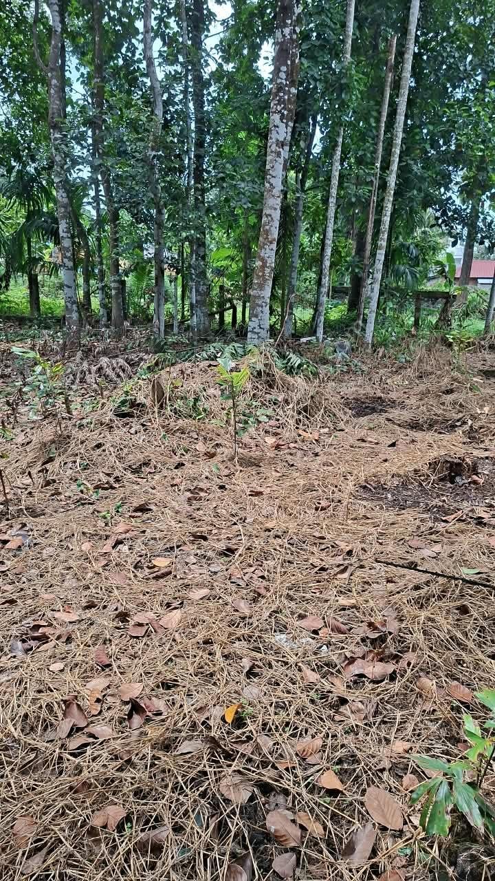 4 House plot for sale in Pandalam