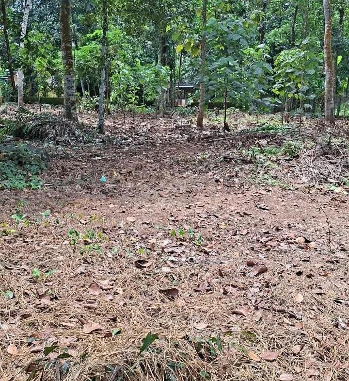 House plot for sale in Pandalam