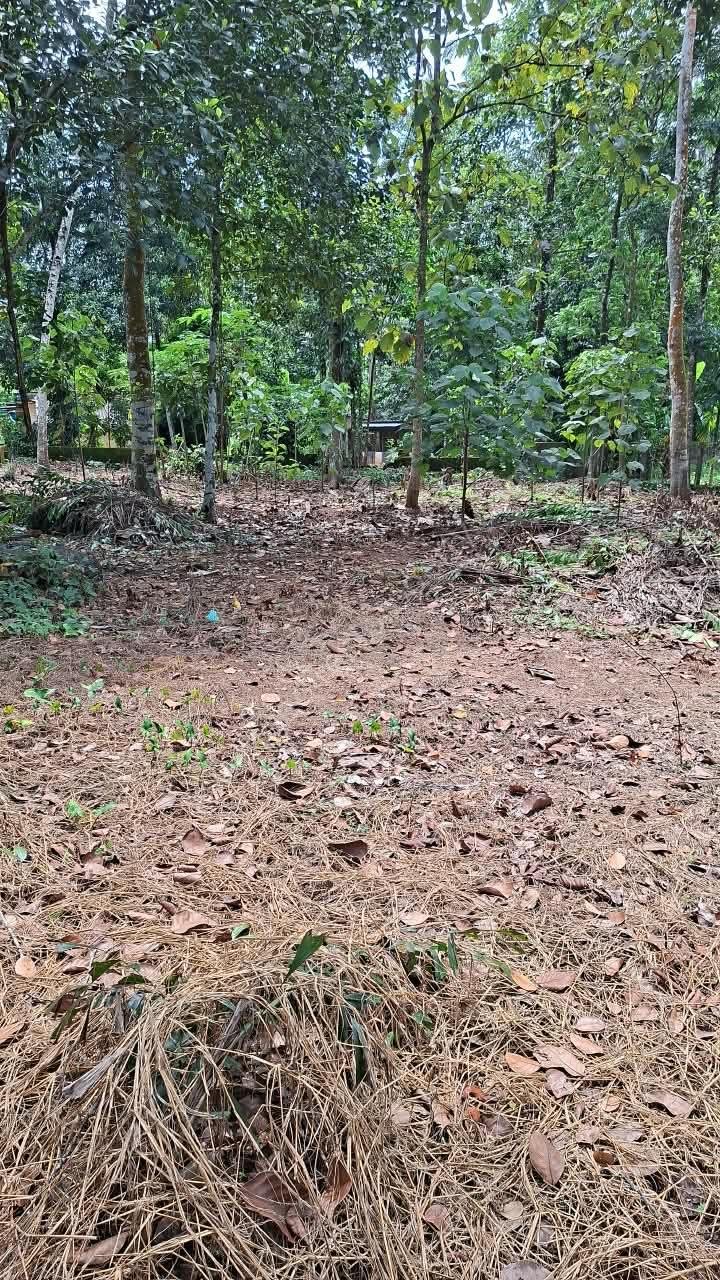 5 House plot for sale in Pandalam
