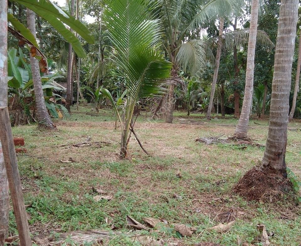 12.5 cent plot for immediate sale in Balussery