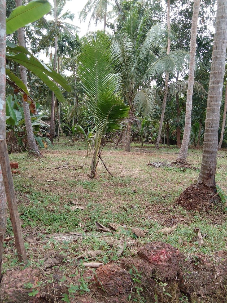 IMG-20260909-WA0000 12.5 cent plot for immediate sale in Balussery