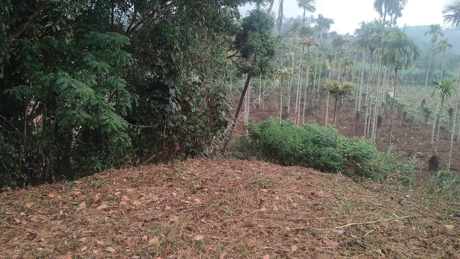WhatsApp Image 2026-10-04 at 6.05.38 PM Plot for sale in Mananthavady