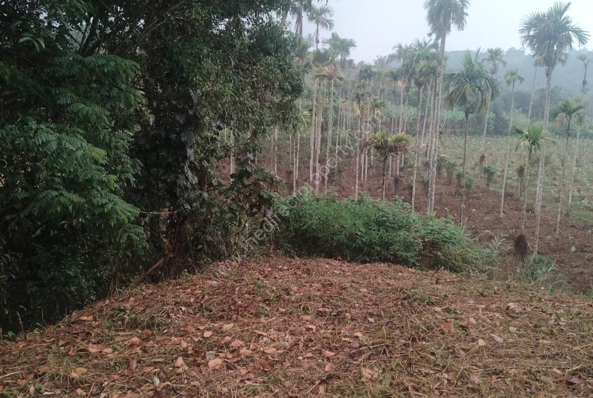 Plot for sale in Mananthavady
