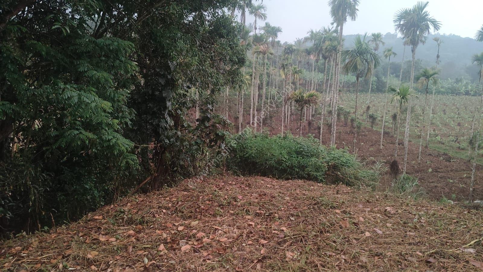 WhatsApp Image 2026-10-04 at 6.06.05 PM Plot for sale in Mananthavady